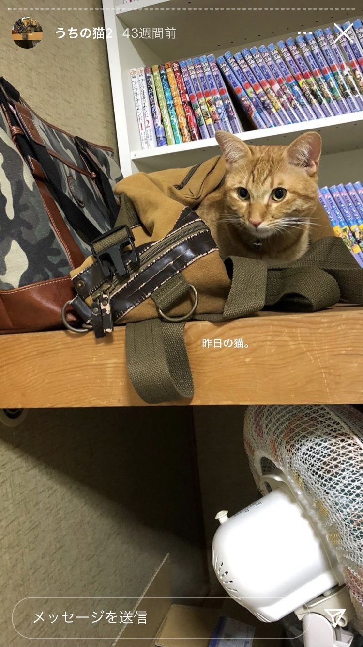 猫ちゃん